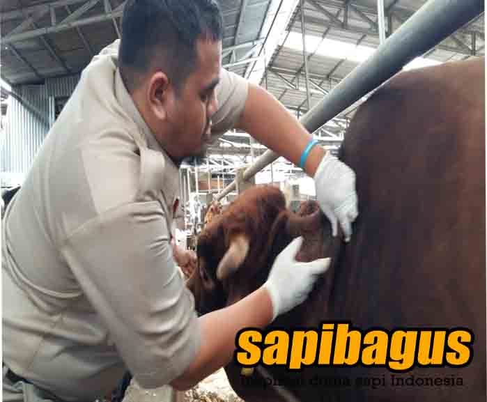 CARA MENGATASI PERUT KEMBUNG (Bload) PADA TERNAK SAPI