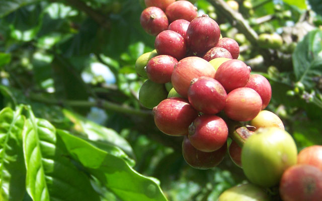 Budidaya Kopi Robusta Dan Arabika