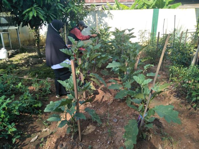 PEMAMFAATAN LAHAN BPP DENGAN BUDIDAYA TERONG UNGU