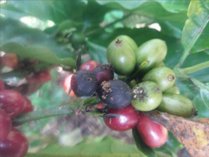  MENGENAL HAMA PENGGEREK BUAH KOPI (PBKo) Hypothenemus hampei (Coleoptera : Scolytidae) DAN CARA PENEGENDALIANNYA