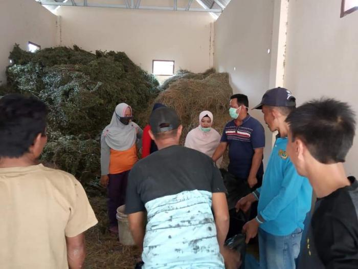 Inovasi Jerumi Sebagai Solusi Menanggulangi Kelangkaan Pakan Ternak.
