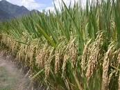 STRATEGI DAN UPAYA PENINGKATAN PRODUKSI JAGUNG