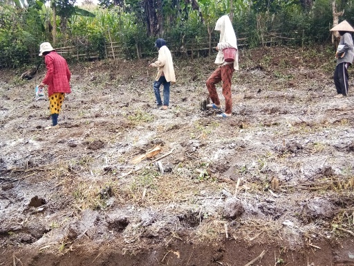 Manfaat Pengapuran Bagi Tanaman