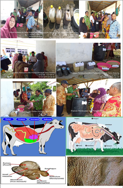 MOL Rumen Sapi