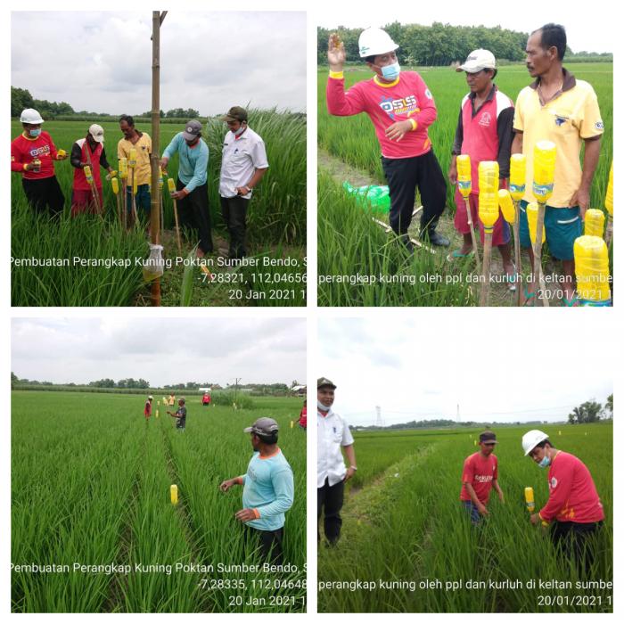 Pembuatan Perangkap Tolkat (botol Lekat ) Kuning 