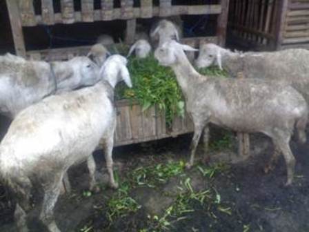 optimalisasi pekarangan  dengan kebun sayur sehat