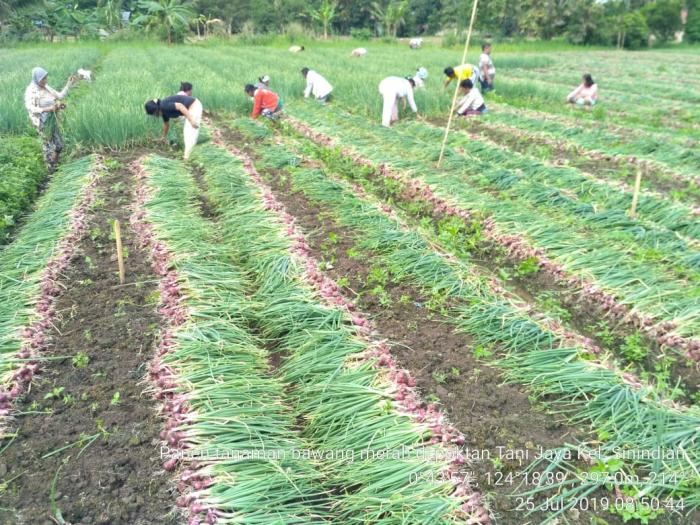 Panen Dan Pasca Panen Bawang Merah