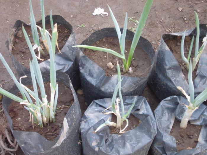 Teknik Budidaya Sayuran Dalam Pot 