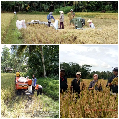PANEN DAN PASCA PANEN PADI SAWAH 