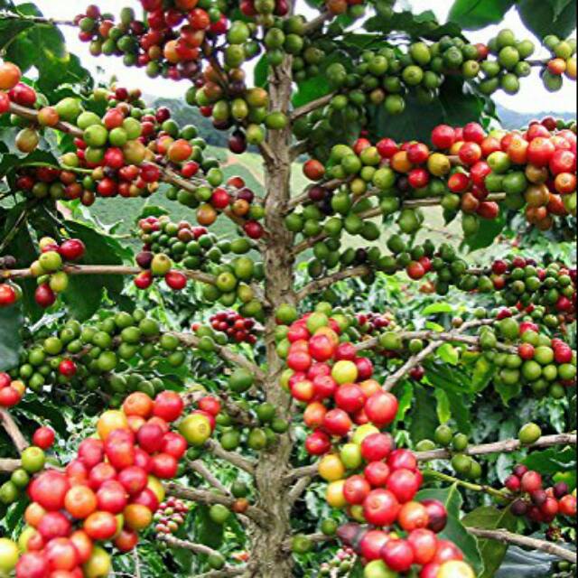    Mengatasi Kekeringan pada Tanaman Kopi