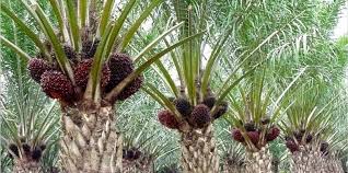 MENGELOLA PERKEBUNAN KELAPA SAWIT  BERKELANJUTAN 