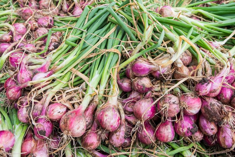 Yang Harus Dipersiapkan Dalam Merencanakan Bisnis Pertanian