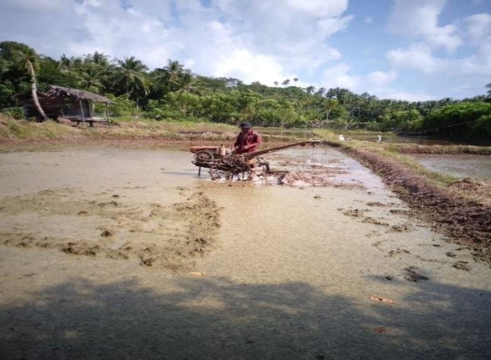 PENGOLAHAN TANAH PADI SAWAH DI KECAMATAN PASIMASUNGGU