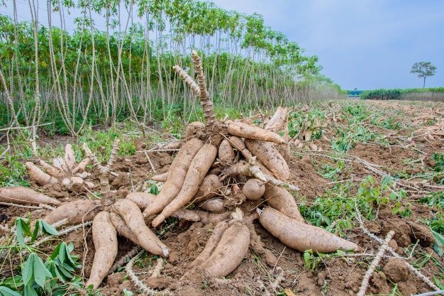 Memanfaatkan Lahan Pekarangan Untuk Budidaya Ubi Kayu/singkong