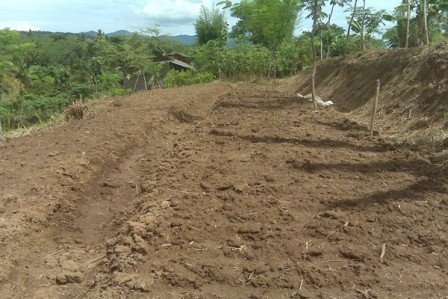 STANDAR OPERASIONAL PROSEDUR ( SOP )  PERSIAPAN LAHAN BUDIDAYA LEMON