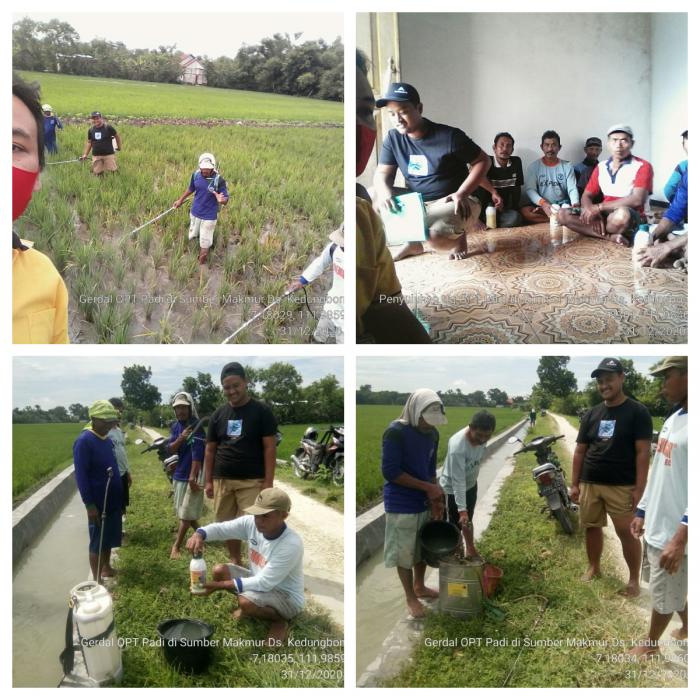 Pengendalian Hama Penggerek Batang Padi Desa Kedungbondo Kecamatan Balen