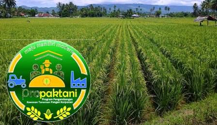 PENGEMBANGAN TEKNOLOGI MULSA UNTUK PRODUKSI SAYURAN