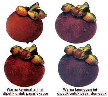 KANDANG UNTUK PEMBIBITAN KERBAU 