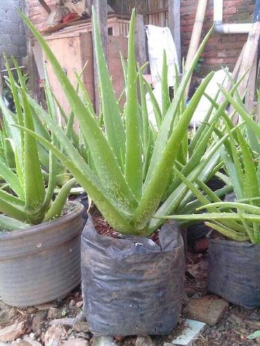 CARA MENANAM LIDAH BUAYA TANPA AKAR DENGAN MUDAH
