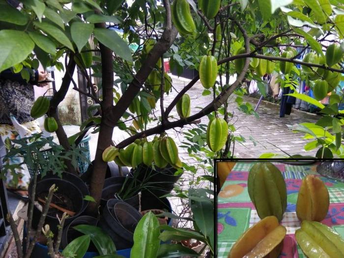 MENGENAL BEBERAPA VARIETAS BELIMBING ( Averrhoa carambola )