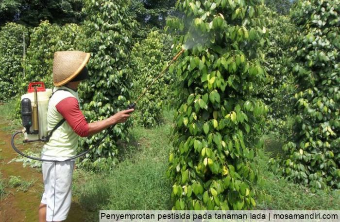 Pengolahan Sagu Menjadi Pati