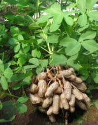 Kacang Tanah Tanaman Unik Yang  Berbunga Di Atas Tetapi Berbuah Didalam Tanah