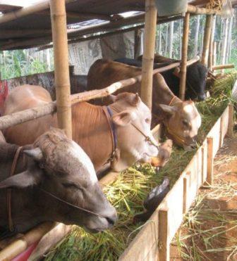 Pakan penguat adalah bahan dengan kadar serat kasar yang rendah