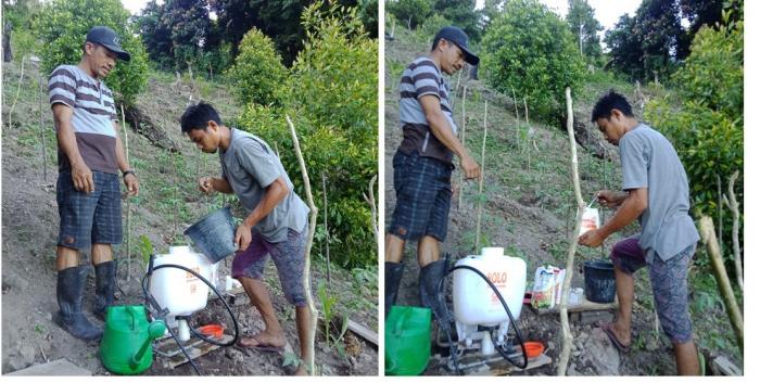 Pemupukan Susulan.