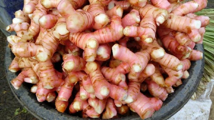 Pembuatan Pestisida Nabati dari Lengkuas