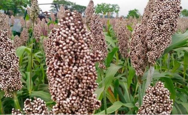 Budidaya King Grass Menggunakan Sistim Pertanian Organik