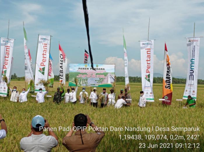 Panen Perdana Padi Varietas Cakra Buang Kegiatan Optimalisasi Peningkatan Indeks Pertanaman (opip) 400 Tahun 2021