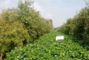 HAMA PENYERANG DAUN SEMANGKA NON-BIJI