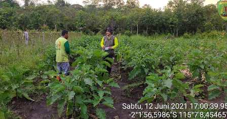 pendampingan balai penyuluhan pertanian kecamatan Paju epat kabupaten Barito timur KALTENG 