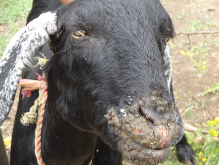 Pengobatan Scabies Pada Kambing