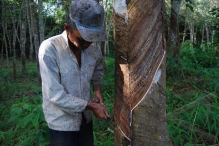 MENCEGAH TURUNNYA PRODUKSI KARET DENGAN  PENGENDALIAN OPT 