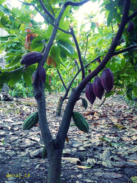 OPTIMALISASI LAHAN MELALUI PADI LAHAN KERING