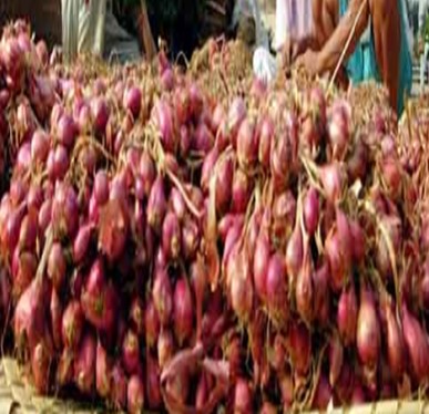 GOOD AGRICULTURE PRACTICES(GAP) BUDIDAYA SAYURAN KUALITAS EKSPOR