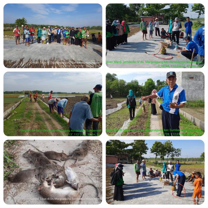 Gerakan Pengendalian Opt Tikus Di Lahan Sawah Desa Margoagung Kecamatan Sumberejo Kabupaten Bojonegoro