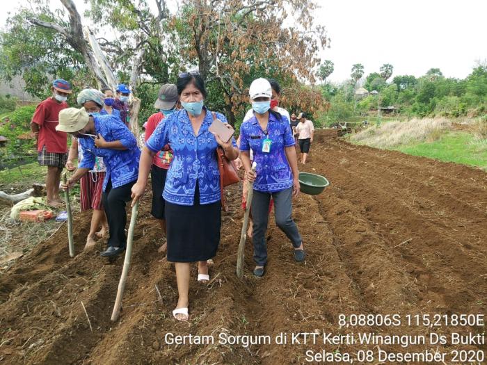 GERAKAN TANAM SORGUM DI KTT KERTIWINANGUN DESA BUKTI KEC.KUBUTAMBAHAN KAB.BULELENG - BALI
