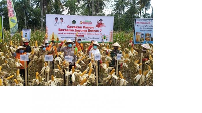 GERAKAN PANEN BERSAMA JAGUNG HIBRIDA BETRAS 7  UNTUK KETAHANAN PANGAN DI MASA COVID-19