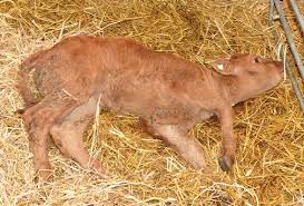 Penanggulangan BVD (Diare Ganas) pada Sapi