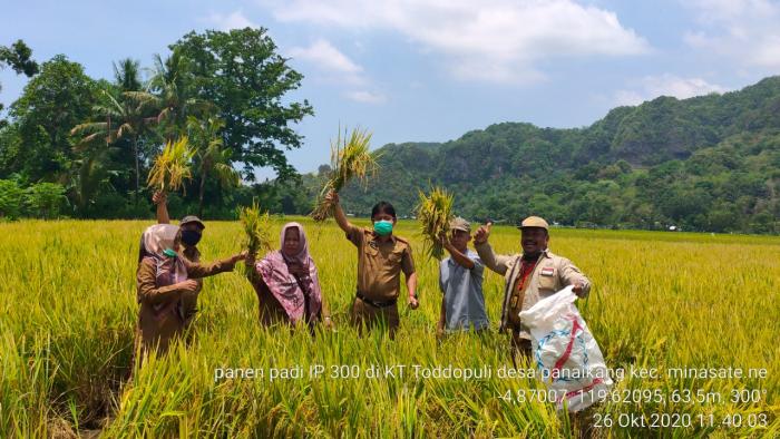Proses Panen Padi Ip 300 Di Desa Panaikang  Di Tengah Kondisi Corona
