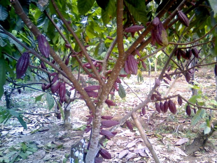 PENYADAPAN TANAMAN KARET