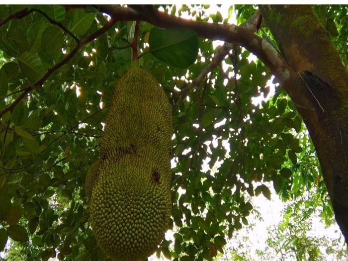 PENGENDALIAN HAMA DAN PENYAKIT PADA TANAMAN NANGKA 