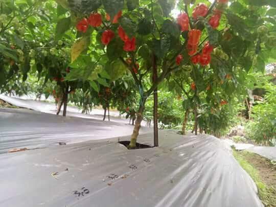 Peningkatan Luasan Tanaman Cabe Katokkon Di Kapalapitu