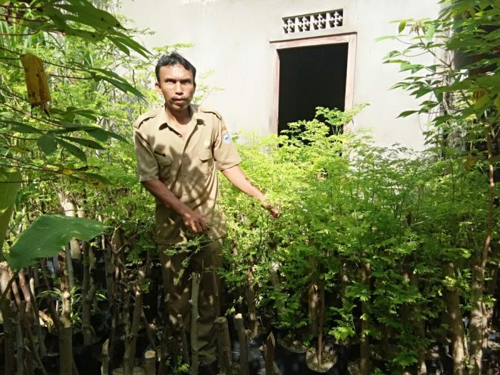 Manfaat Daun Kelor