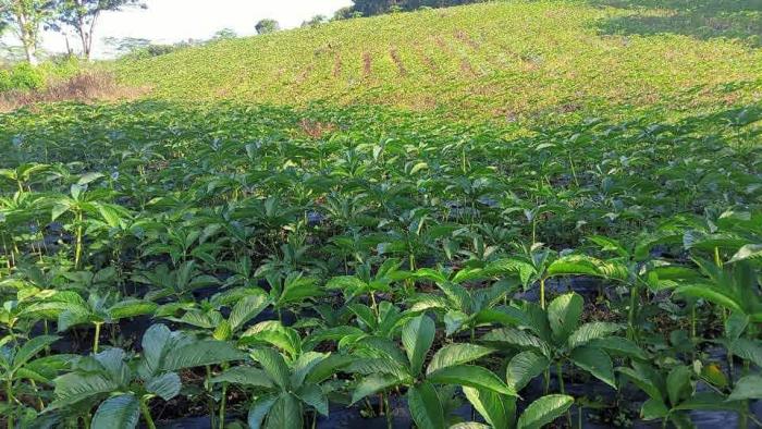 POTENSI MENGGIURKAN BUDI DAYA PORANG DI BENGKAYANG, KAL-BAR