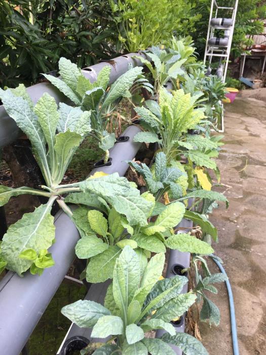 Kale, sayuran kaya nutrisi yang belum dikenal