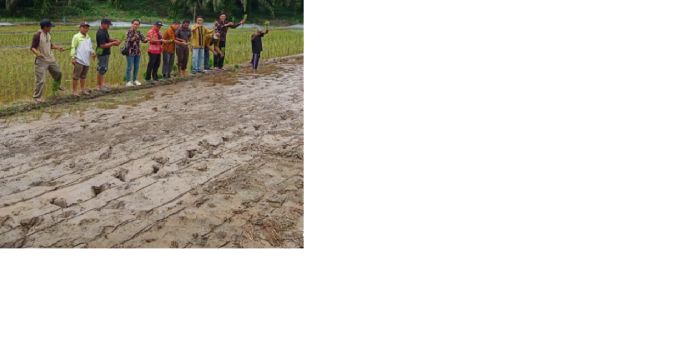 Maksimalkan Produktivatas Padi Sawah Dengan Jarwo Super