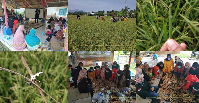 KEGIATAN EKSPLORASI PROGRAM PEMBERDAYAAN PETANI DALAM PEMASYARAKATAN PHT ( P4) DI KWT KENANGA